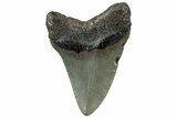 Serrated, Fossil Megalodon Tooth - North Carolina #307275-1